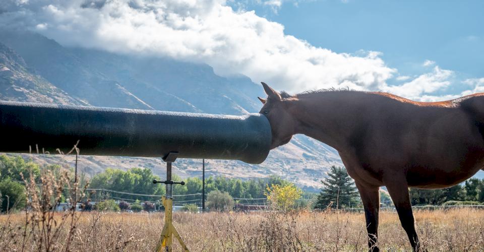 What is the Purpose of the Seal Coat on Ductile Iron Pipe?