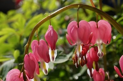 Bleeding Hearts